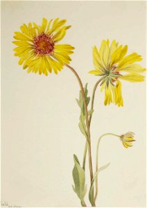 Mary Vaux Walcott - Perennial Gaillardia (Gaillardia aristata) - 1970.355.691 - Smithsonian American Art Museum