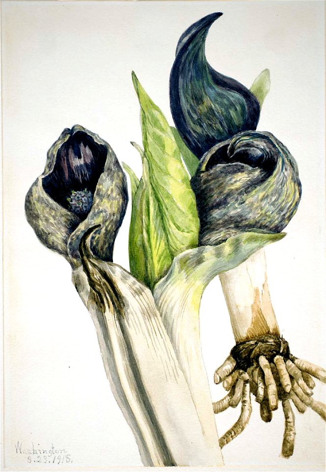 Mary Vaux Walcott - Skunk Cabbage (Spathyema foetida) - 1970.355.378 - Smithsonian American Art Museum