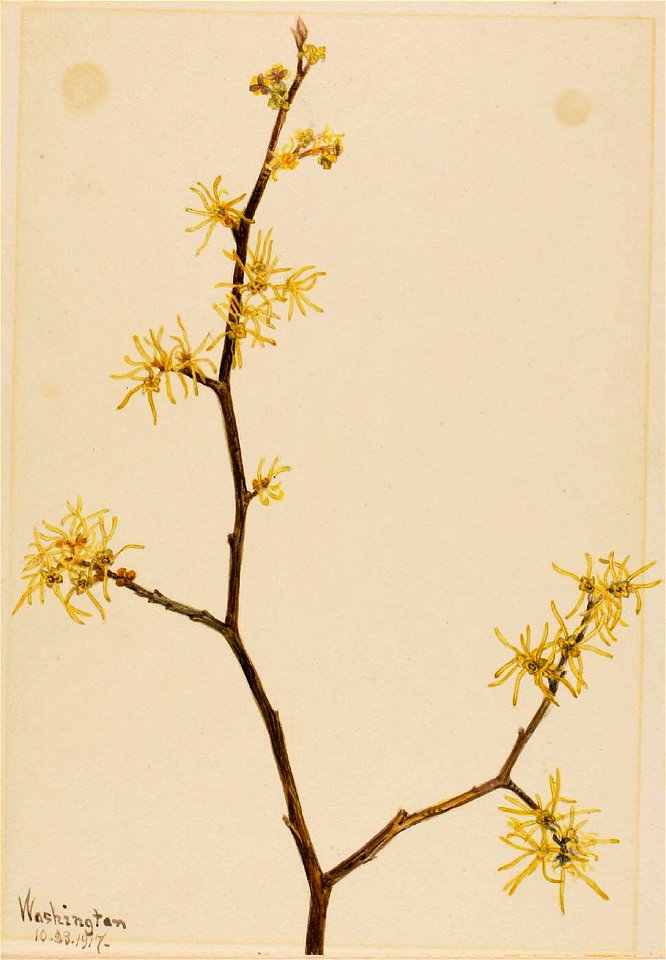 Mary Vaux Walcott - Witch-Hazel (Hamamelis virginiana) - 1970.355.31 - Smithsonian American Art Museum