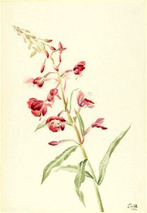 Mary Vaux Walcott - Fireweed (Epilobium angustifolium) - 1970.355.151 - Smithsonian American Art Museum