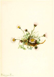 Mary Vaux Walcott - Cut-Leaf Fleabane (Erigeron compositus) - 1970.355.95 - Smithsonian American Art Museum. Free illustration for personal and commercial use.