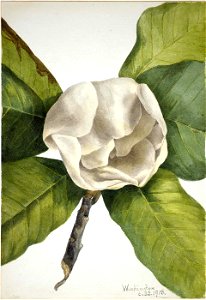Mary Vaux Walcott - Southern Magnolia (Magnolia grandiflora) - 1970.355.363 - Smithsonian American Art Museum. Free illustration for personal and commercial use.