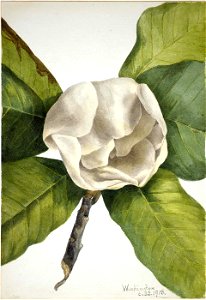 Mary Vaux Walcott - Southern Magnolia (Magnolia grandiflora) - 1970.355.363 - Smithsonian American Art Museum