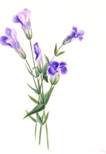 Mary Vaux Walcott - Fringed Gentian (Gentiana crinita) - 1970.355.673 - Smithsonian American Art Museum