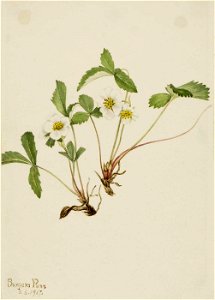 Mary Vaux Walcott - Pale Strawberry (Fragaria glauca) - 1970.355.699 - Smithsonian American Art Museum