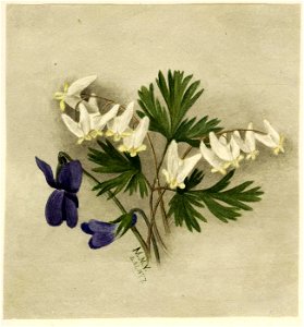 Mary Vaux Walcott - Dutchman's Breeches (Bikukulla cucullaria) - 1970.355.211 - Smithsonian American Art Museum