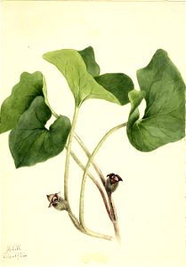 Mary Vaux Walcott - Canada Wild Ginger (Asarum canadense) - 1970.355.465 - Smithsonian American Art Museum. Free illustration for personal and commercial use.
