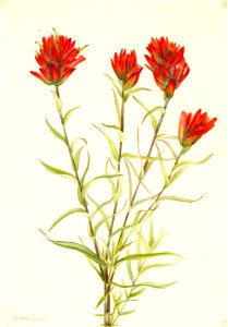 Mary Vaux Walcott - Giant Red Paintbrush (Castilleja miniata) - 1970.355.440 - Smithsonian American Art Museum
