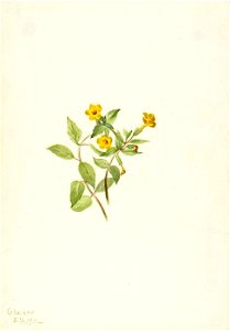 Mary Vaux Walcott - Musk-Flower (Mimulus moschatus) - 1970.355.193 - Smithsonian American Art Museum