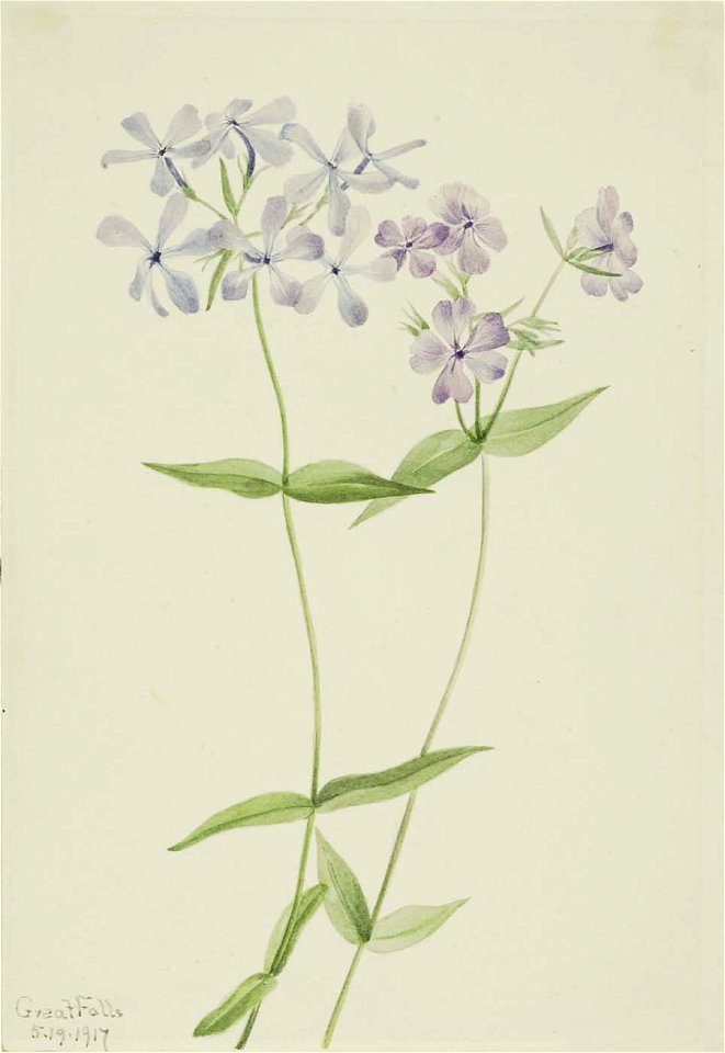 Mary Vaux Walcott - Blue Phlox (Phlox divaricata) - 1970.355.583 - Smithsonian American Art Museum