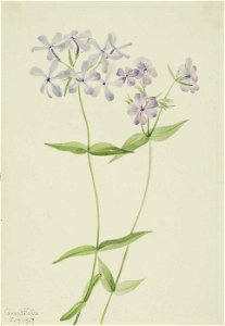 Mary Vaux Walcott - Blue Phlox (Phlox divaricata) - 1970.355.583 - Smithsonian American Art Museum