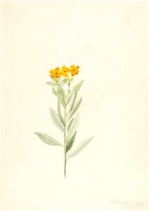 Mary Vaux Walcott - Lithospermum canescens - 1970.355.108 - Smithsonian American Art Museum