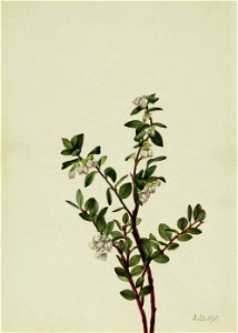 Mary Vaux Walcott - Box Huckleberry (Gaylussacia brachycera) - 1970.355.567 - Smithsonian American Art Museum