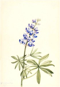 Mary Vaux Walcott - Blue Lupine (Lupinus argenteus) - 1970.355.99 - Smithsonian American Art Museum