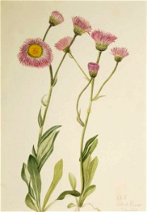 Mary Vaux Walcott - Meadow Fleabane (Erigeron speciosus) - 1970.355.503 - Smithsonian American Art Museum. Free illustration for personal and commercial use.