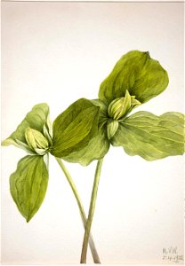 Mary Vaux Walcott - Toad Trillium (Trillium sessile) - 1970.355.362 - Smithsonian American Art Museum