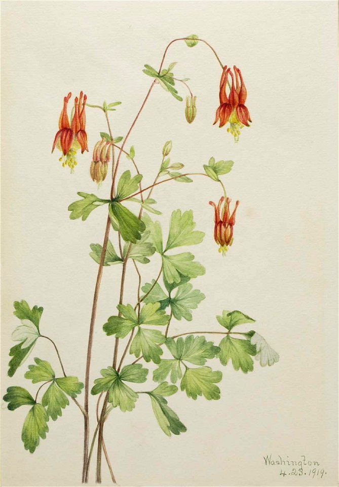 Mary Vaux Walcott - American Columbine (Aquilegia canadensis) - 1970.355.479 - Smithsonian American Art Museum