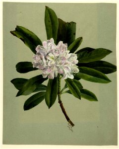 Mary Vaux Walcott - Rhododendron (Rhododendron maximum) - 1970.355.209 - Smithsonian American Art Museum