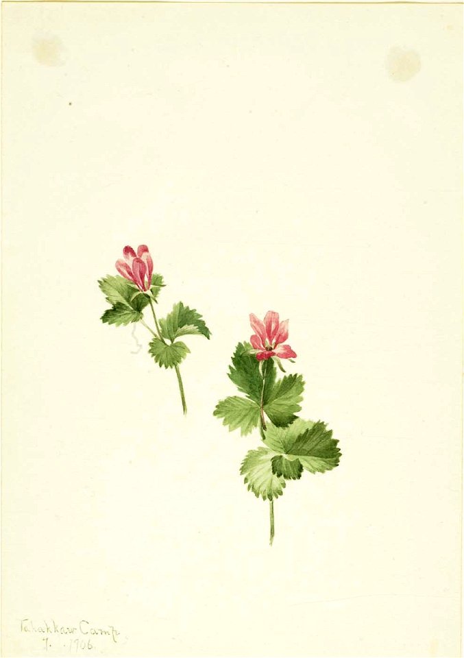 Mary Vaux Walcott - Rubus articus - 1970.355.200 - Smithsonian American Art Museum