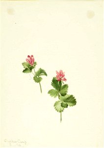 Mary Vaux Walcott - Rubus articus - 1970.355.200 - Smithsonian American Art Museum