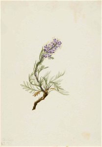 Mary Vaux Walcott - Gray Phacelia (Phacelia sericea) - 1970.355.616 - Smithsonian American Art Museum