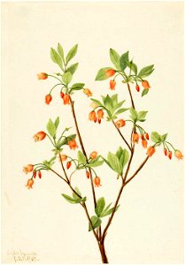 Mary Vaux Walcott - Menziesea (Menziesea glabella) - 1970.355.194 - Smithsonian American Art Museum