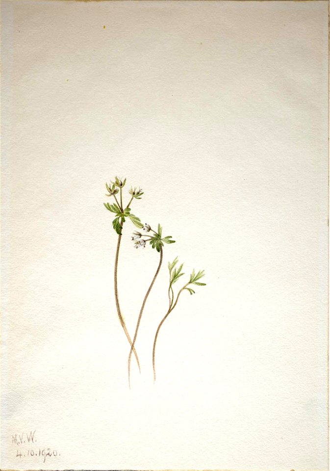 Mary Vaux Walcott - Harbinger of Spring (Erigenia bulbosa) - 1970.355.160 - Smithsonian American Art Museum