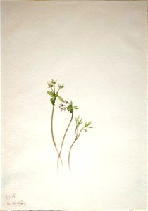 Mary Vaux Walcott - Harbinger of Spring (Erigenia bulbosa) - 1970.355.160 - Smithsonian American Art Museum