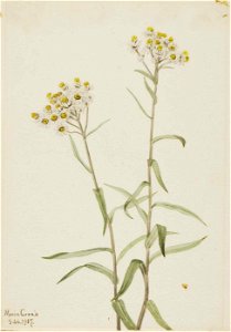 Mary Vaux Walcott - Pearl Everlasting (Anaphalis margaritacea) - 1970.355.626 - Smithsonian American Art Museum