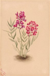 Mary Vaux Walcott - Flowers from the Mesa - 1970.355.13 - Smithsonian American Art Museum