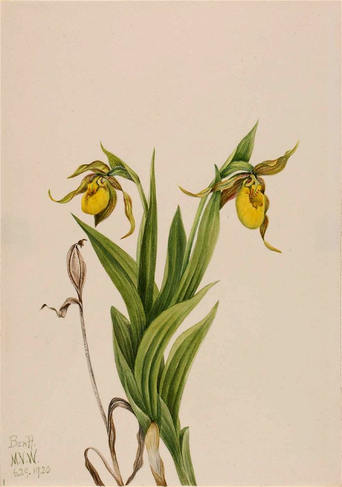 Mary Vaux Walcott - Yellow Lady's Slipper (Cypripedium parviflorum) - 1970.355.7 - Smithsonian American Art Museum