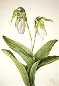 Mary Vaux Walcott - Pale Lady's Slipper (Cypridedium acaule) - 1970.355.399 - Smithsonian American Art Museum