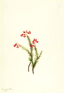 Mary Vaux Walcott - Pink Heather (Phyllodoce empetriformis) - 1970.355.149 - Smithsonian American Art Museum