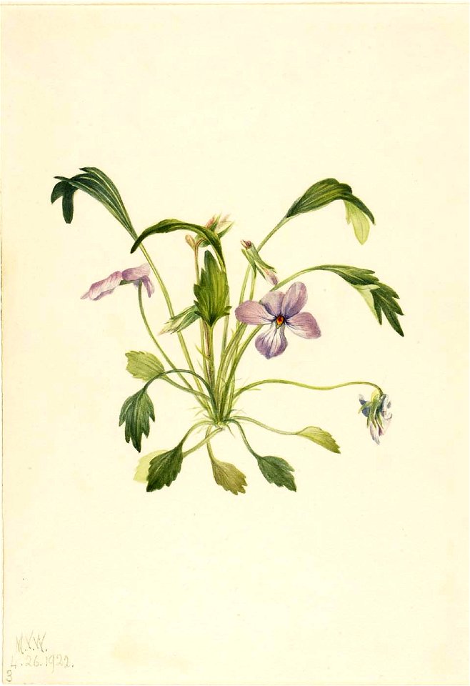 Mary Vaux Walcott - Southern Bird's Foot Violet (Viola digitata) - 1970.355.192 - Smithsonian American Art Museum