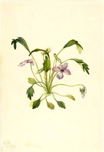 Mary Vaux Walcott - Southern Bird's Foot Violet (Viola digitata) - 1970.355.192 - Smithsonian American Art Museum