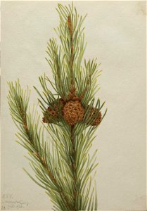 Mary Vaux Walcott - Lodgepole Pine (Pinus Contorta murrayana) - 1970.355.439 - Smithsonian American Art Museum
