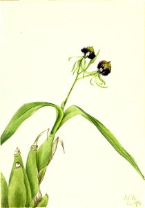 Mary Vaux Walcott - Orchid (Epidendrum cochleatum) - 1970.355.284 - Smithsonian American Art Museum