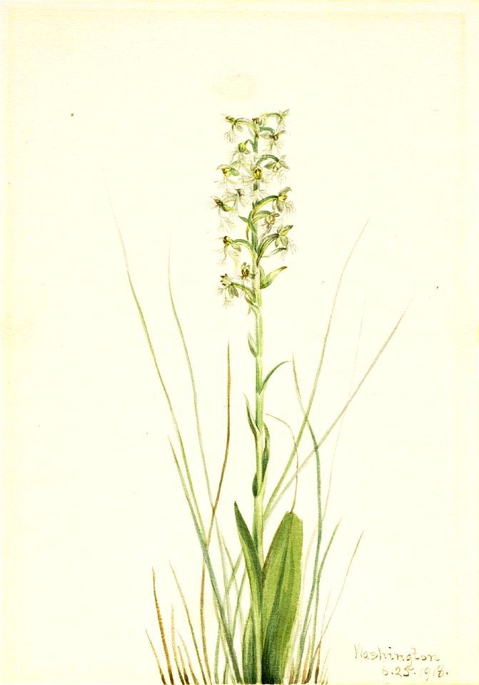 Mary Vaux Walcott - Ragged Fringe-orchid (Habenaria lacera) - 1970.355.553 - Smithsonian American Art Museum