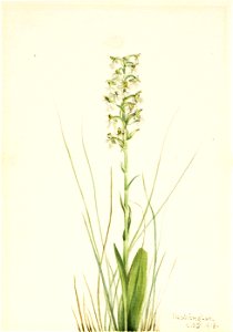 Mary Vaux Walcott - Ragged Fringe-orchid (Habenaria lacera) - 1970.355.553 - Smithsonian American Art Museum