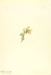 Mary Vaux Walcott - Untitled-Flower Study - 1970.355.153 - Smithsonian American Art Museum