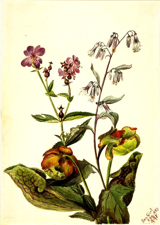 Mary Vaux Walcott - Meadow Beauty (Rhexia virginica), Rattlesnake Roat (Nabalus albus), Pitcherplant (Sarracenia purpurea) - 1970.355.210 - Smithsonian American Art Museum