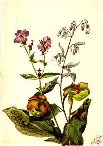 Mary Vaux Walcott - Meadow Beauty (Rhexia virginica), Rattlesnake Roat (Nabalus albus), Pitcherplant (Sarracenia purpurea) - 1970.355.210 - Smithsonian American Art Museum