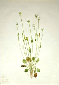 Mary Vaux Walcott - Gray Ragwort (Senecio canus) - 1970.355.161 - Smithsonian American Art Museum