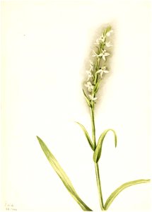 Mary Vaux Walcott - Untitled-Plant Study - 1970.355.239 - Smithsonian American Art Museum