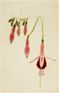 Mary Vaux Walcott - (Untitled-Flower Study) - 1970.355.765 - Smithsonian American Art Museum
