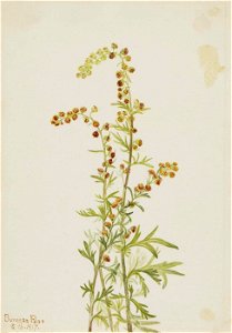 Mary Vaux Walcott - Rock Wormwood (Artemisia discolor) - 1970.355.625 - Smithsonian American Art Museum