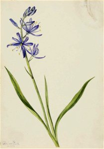 Mary Vaux Walcott - Camas (Quamasia quamash) - 1970.355.695 - Smithsonian American Art Museum