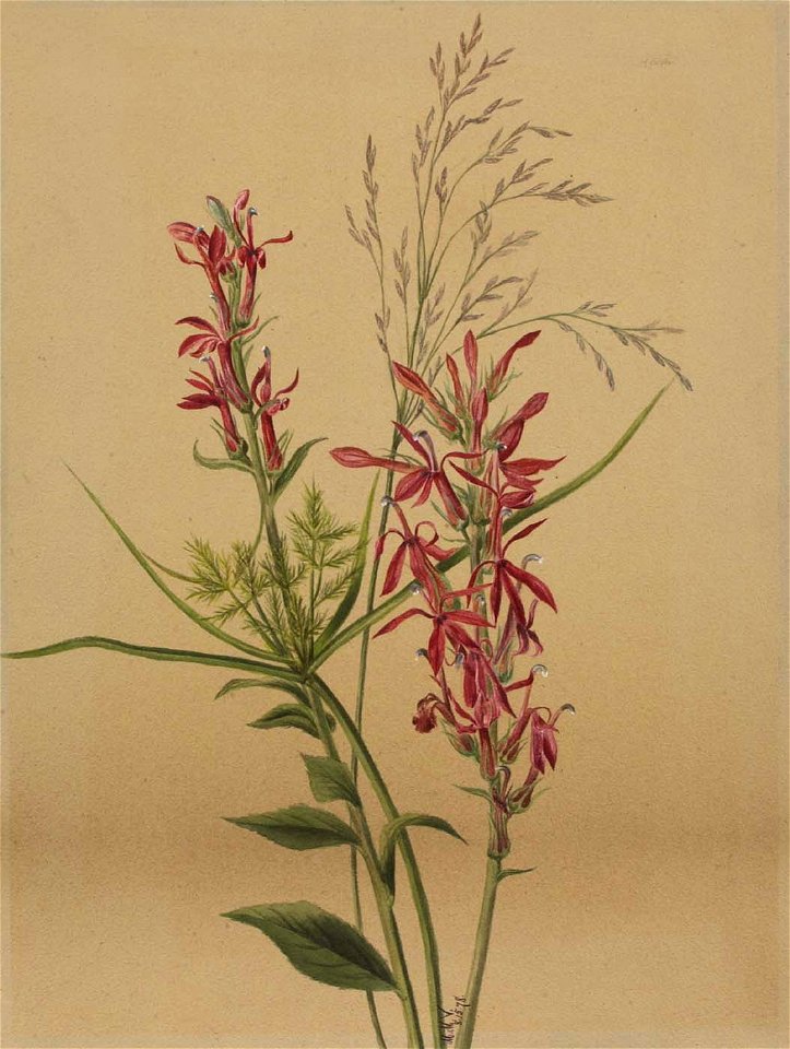 Mary Vaux Walcott - Cardinal Flower (Lobelia cardinalis) - 1970.355.601 - Smithsonian American Art Museum