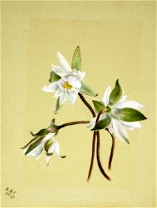 Mary Vaux Walcott - Water Lilies (Castalia odorata) - 1970.355.333 - Smithsonian American Art Museum