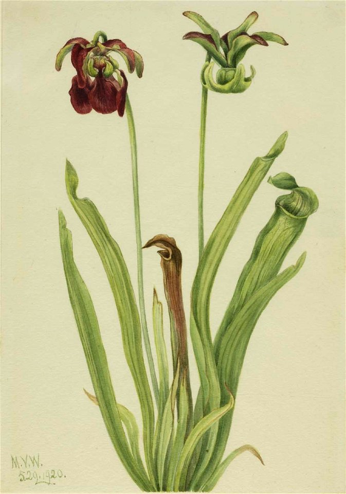 Mary Vaux Walcott - Sweet Pitcherplant (Sarracenia rubra) - 1970.355.588 - Smithsonian American Art Museum